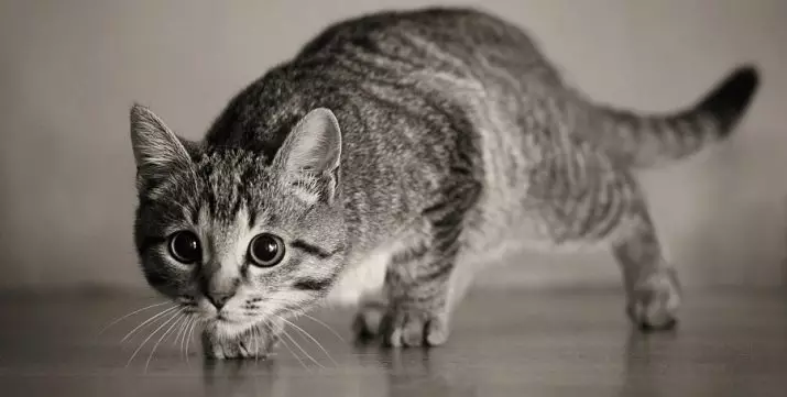 Kodėl katės ūsai? Ką jie vadina mokslo? Ar galima juos supjaustyti? Ar ūsai gali augti? Savybės struktūros ir priežiūros 11896_10