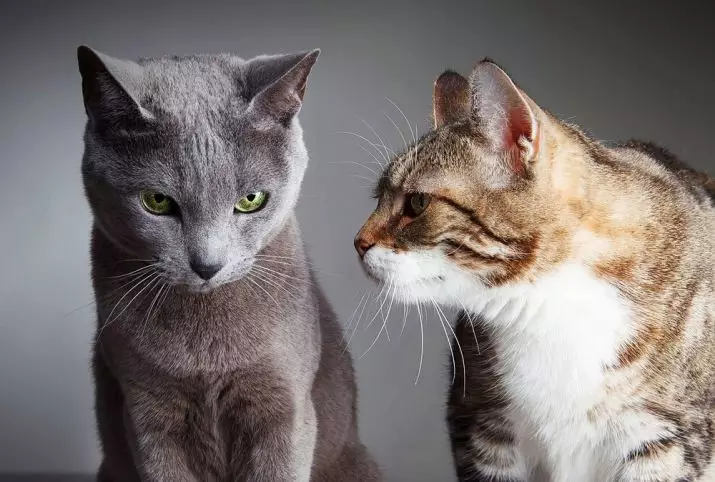 Varför kattens mustasch? Vad heter de i vetenskapliga? Är det möjligt att skära dem? Kan mustaschen växa? Egenskaper i strukturen och omsorg för dem 11896_11