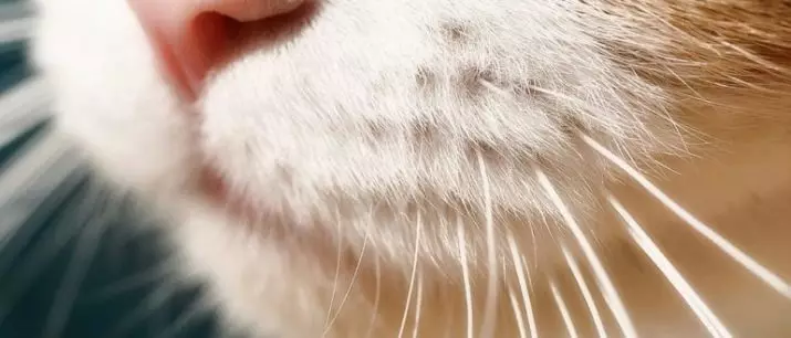Varför kattens mustasch? Vad heter de i vetenskapliga? Är det möjligt att skära dem? Kan mustaschen växa? Egenskaper i strukturen och omsorg för dem 11896_16