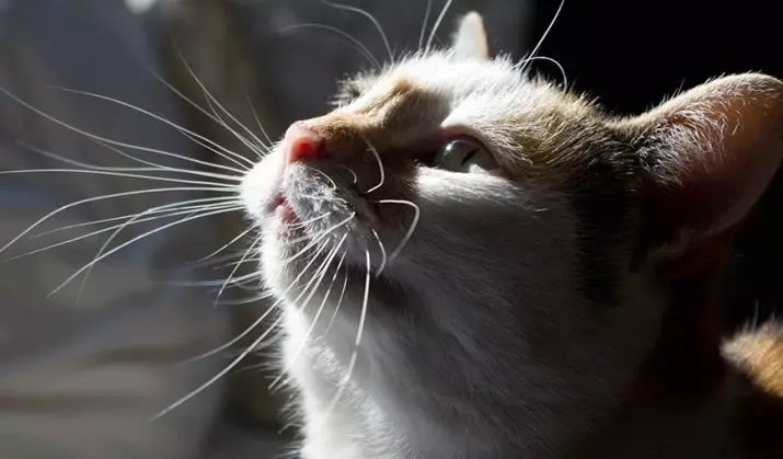 Varför kattens mustasch? Vad heter de i vetenskapliga? Är det möjligt att skära dem? Kan mustaschen växa? Egenskaper i strukturen och omsorg för dem 11896_17