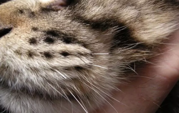 Varför kattens mustasch? Vad heter de i vetenskapliga? Är det möjligt att skära dem? Kan mustaschen växa? Egenskaper i strukturen och omsorg för dem 11896_18