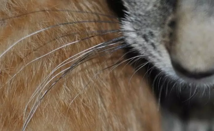 Varför kattens mustasch? Vad heter de i vetenskapliga? Är det möjligt att skära dem? Kan mustaschen växa? Egenskaper i strukturen och omsorg för dem 11896_3