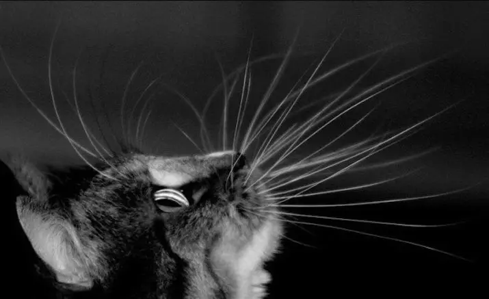 Kodėl katės ūsai? Ką jie vadina mokslo? Ar galima juos supjaustyti? Ar ūsai gali augti? Savybės struktūros ir priežiūros 11896_5