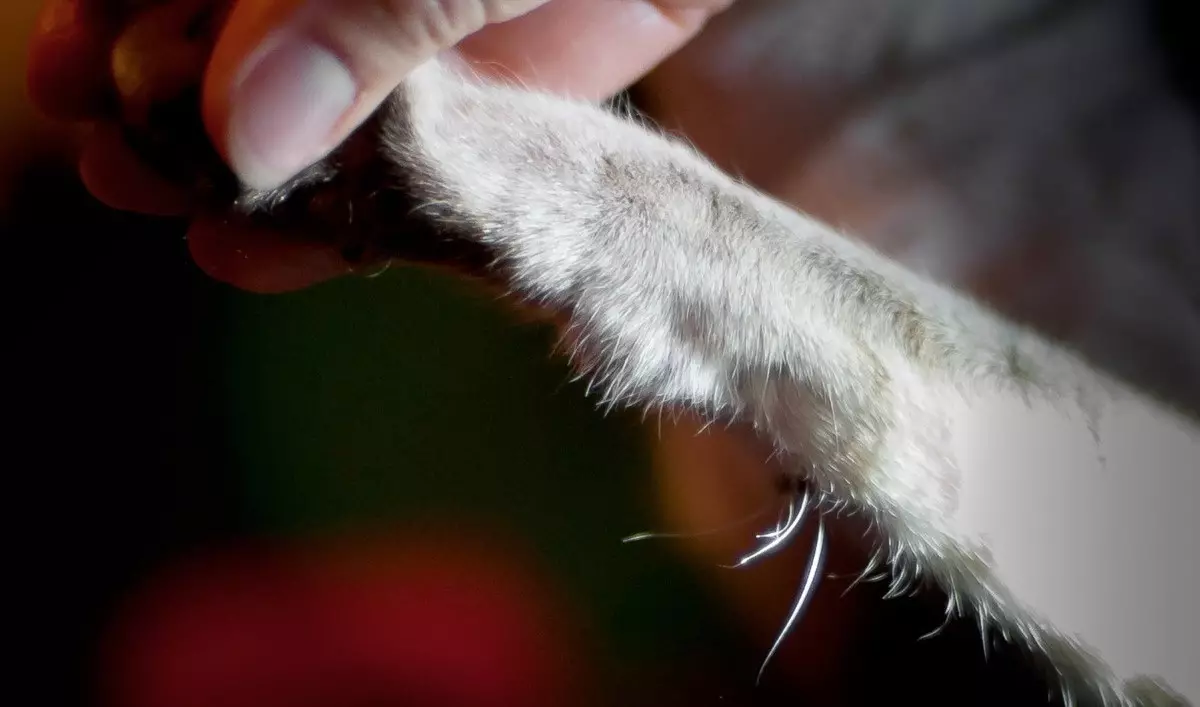 Varför kattens mustasch? Vad heter de i vetenskapliga? Är det möjligt att skära dem? Kan mustaschen växa? Egenskaper i strukturen och omsorg för dem 11896_6