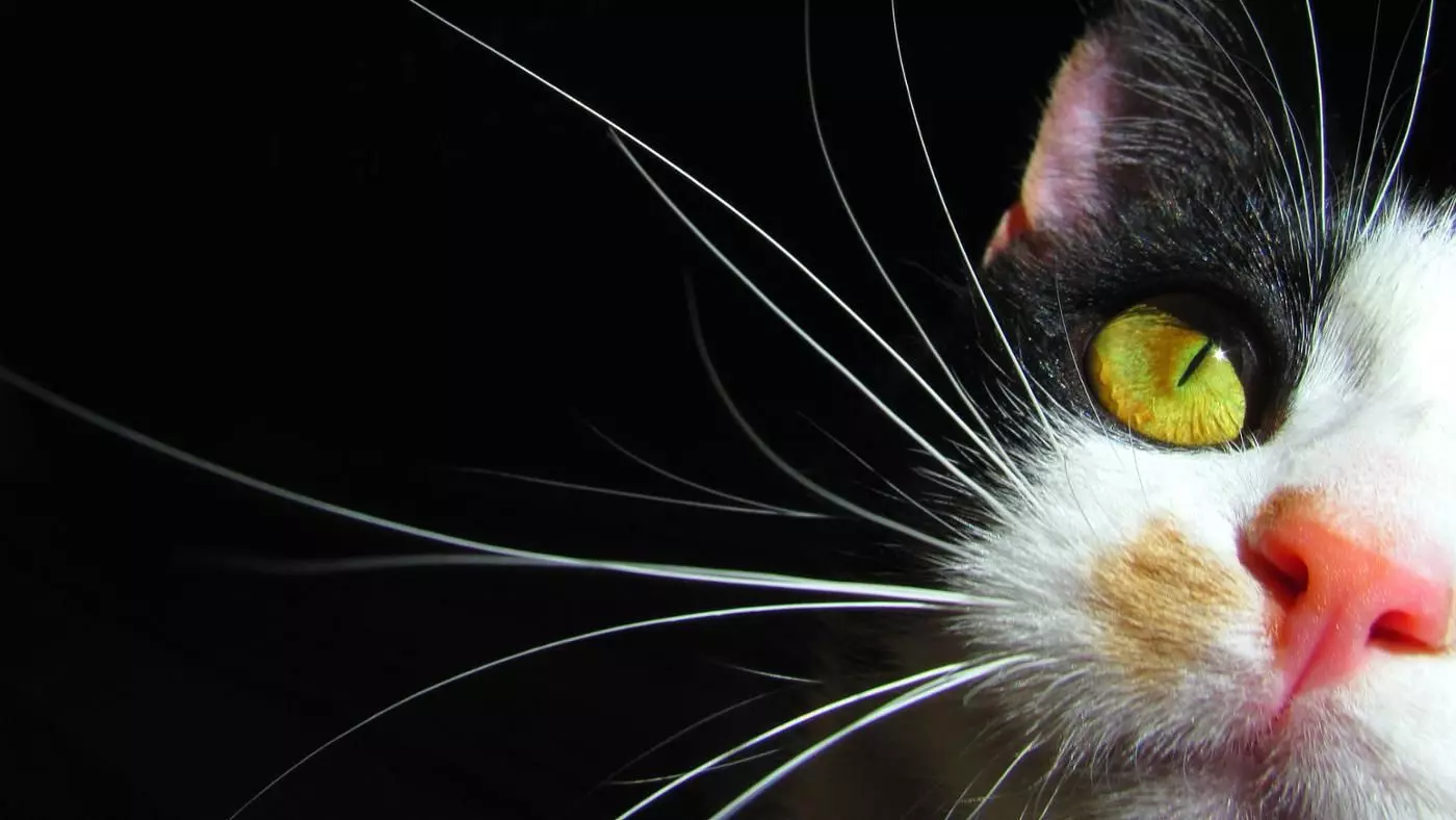 Varför kattens mustasch? Vad heter de i vetenskapliga? Är det möjligt att skära dem? Kan mustaschen växa? Egenskaper i strukturen och omsorg för dem 11896_7