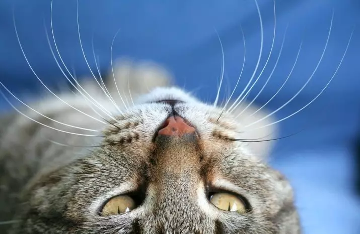 Varför kattens mustasch? Vad heter de i vetenskapliga? Är det möjligt att skära dem? Kan mustaschen växa? Egenskaper i strukturen och omsorg för dem 11896_8