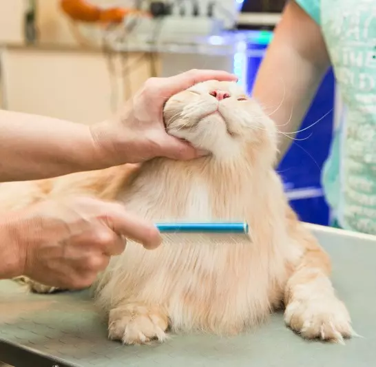 Grooming mačaka (28 slike): šta je to i kako se troši? Karakteristike ponašanja životinje za vrijeme i nakon grooming 11897_20