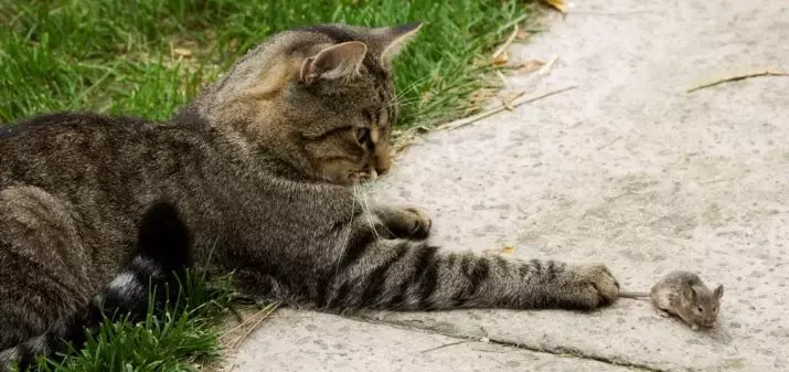 Nähili Sly bilen pençeleri pişigi kesmek? Nähili dyrnak kedi we yavru kesmek üçin cunters saklamaly? 11901_5