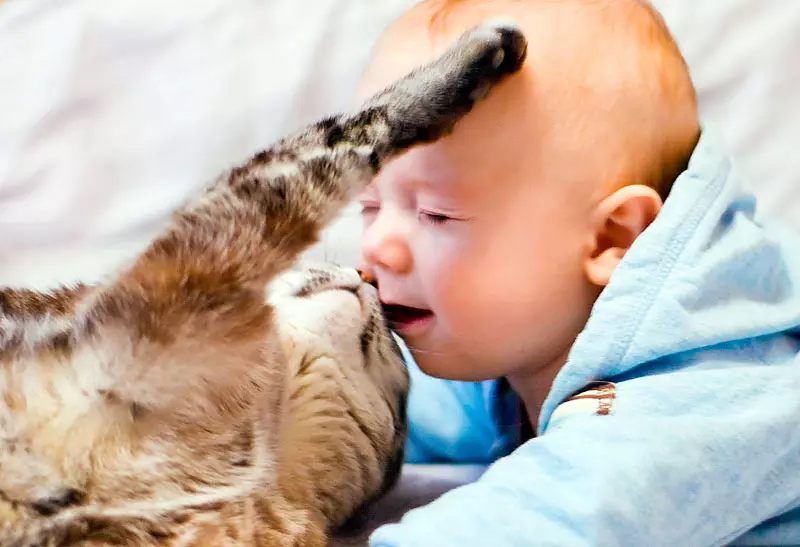 Como cortar garras gato con astucia? Como manter os Cunters para cortar o gato de garra e gatinho? 11901_7