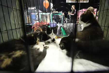 Mastrel Cats (32 foto's): de aard van katten zonder ras, de duur van hun leven thuis. Inhoud kittens 11903_10
