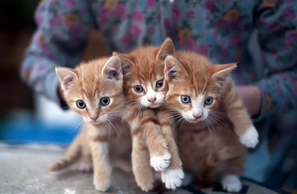 Mongreel Cats (32 ပုံများ) - မျိုးပွားခြင်းမရှိဘဲကြောင်များ၏သဘောသဘာဝ, အိမ်တွင်သူတို့၏ဘဝသက်တမ်းရှိသည်။ Content Kittens 11903_12