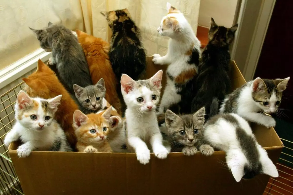 Mongrel Cats (32 լուսանկար). Կատուների բնույթը առանց ցեղատեսակի, իրենց կյանքի տեւողությունը տանը: Բովանդակության kittens 11903_14
