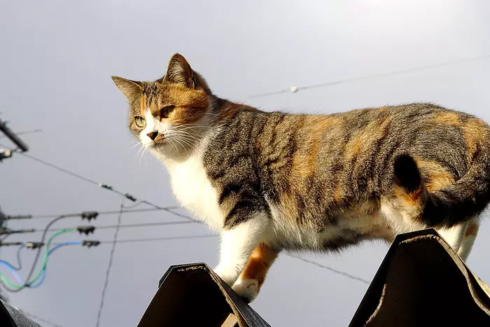 Mongrel katte (32 fotos): arten af ​​katte uden racen, varigheden af ​​deres liv derhjemme. Indhold killinger 11903_15