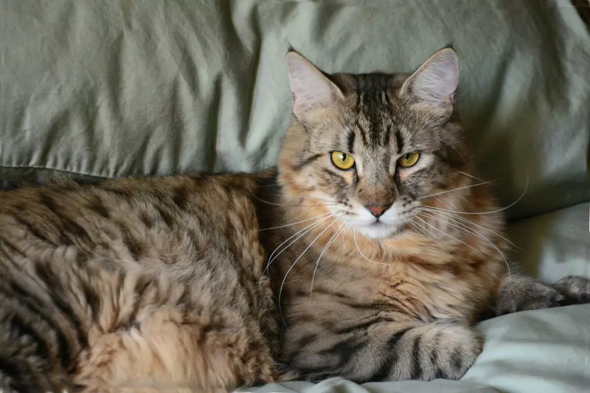 Mongrel Cats (32 fotot): kasside olemus ilma tõumata, nende elu kestus kodus. Sisu kassipojad 11903_16