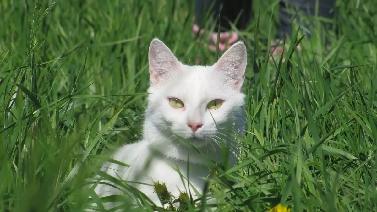 CATS MONGRET (32 fotos): la naturaleza de los gatos sin raza, la duración de su vida en casa. Gatitos de contenido 11903_18