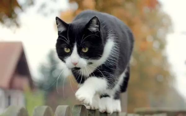 chats Mongrel (32 photos): la nature des chats sans race, la durée de leur vie à la maison. chatons contenu 11903_19