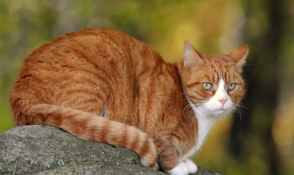 Mongrel Cats (32 foto): la natura dei gatti senza razza, la durata della loro vita a casa. Content Kittens. 11903_21