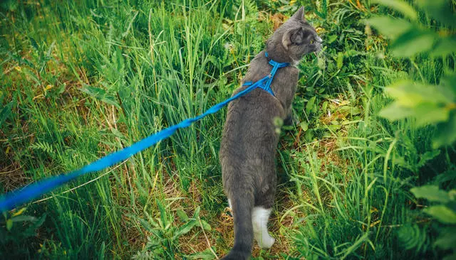 Mongrel Cats (32 foto): Sifat kucing tanpa breed, durasi hidup mereka di rumah. Konten Kitten. 11903_25