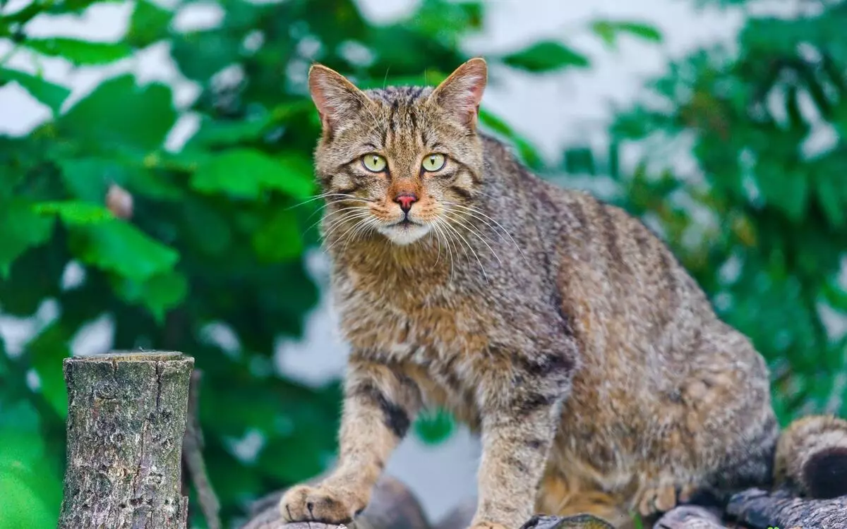 Mongrel Cats (32 รูป): ธรรมชาติของแมวที่ไม่มีสายพันธุ์ระยะเวลาของชีวิตที่บ้าน ลูกแมวเนื้อหา 11903_5