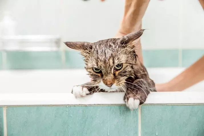 얼마나 자주 고양이를 씻을 수 있습니까? 성인 국내 고양이와 새끼 고양이를 목욕시키는 데 몇 번이나 1 년이 필요합니까? 긴 머리 고양이로 어떤주기가 목욕되어야 하는가? 고양이가 자주 목욕 할 수없는 이유는 무엇입니까? 11904_10