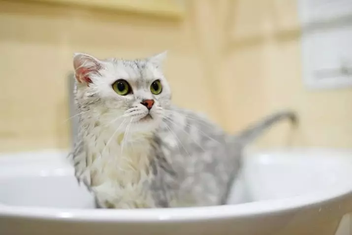 Koliko često mogu vam oprati mačku? Koliko puta mjesečno, a godinu dana potrebno je da kupanje odraslih domaće mačke i mače? Šta periodičnost mora biti okupana sa dugodlaki mačka? Zašto ne mogu mačke često kupati? 11904_11