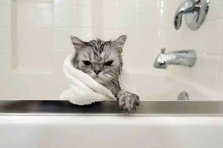 Hoe vaak kun je de kat wassen? Hoeveel keer per maand en een jaar moet je volwassen binnenlandse kat en kitten baden? Welke periodiciteit moet worden gebaad met een langharige kat? Waarom kunnen katten vaak niet baden? 11904_12