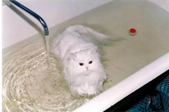 Hoe vaak kun je de kat wassen? Hoeveel keer per maand en een jaar moet je volwassen binnenlandse kat en kitten baden? Welke periodiciteit moet worden gebaad met een langharige kat? Waarom kunnen katten vaak niet baden? 11904_13