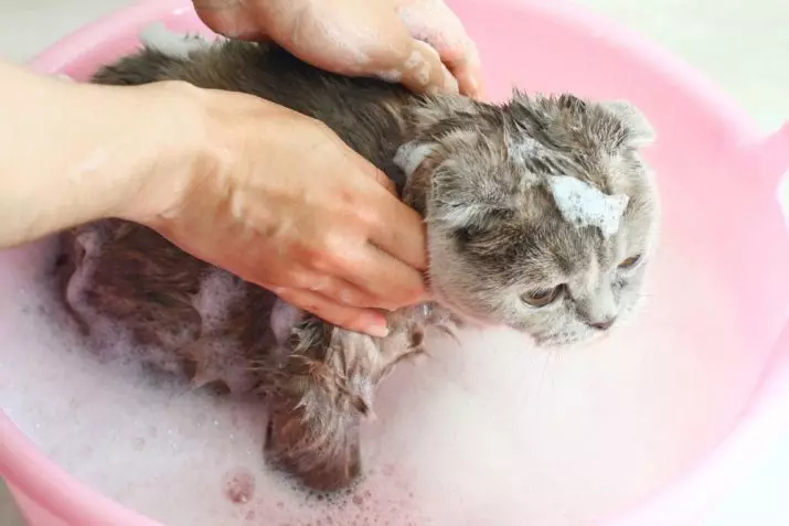 Hoe vaak kun je de kat wassen? Hoeveel keer per maand en een jaar moet je volwassen binnenlandse kat en kitten baden? Welke periodiciteit moet worden gebaad met een langharige kat? Waarom kunnen katten vaak niet baden? 11904_18