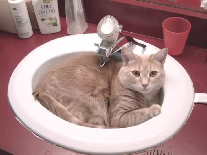 Hoe vaak kun je de kat wassen? Hoeveel keer per maand en een jaar moet je volwassen binnenlandse kat en kitten baden? Welke periodiciteit moet worden gebaad met een langharige kat? Waarom kunnen katten vaak niet baden? 11904_2