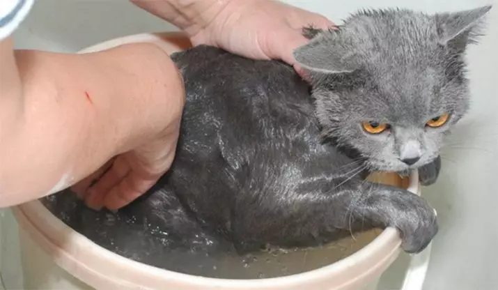 Hoe vaak kun je de kat wassen? Hoeveel keer per maand en een jaar moet je volwassen binnenlandse kat en kitten baden? Welke periodiciteit moet worden gebaad met een langharige kat? Waarom kunnen katten vaak niet baden? 11904_3