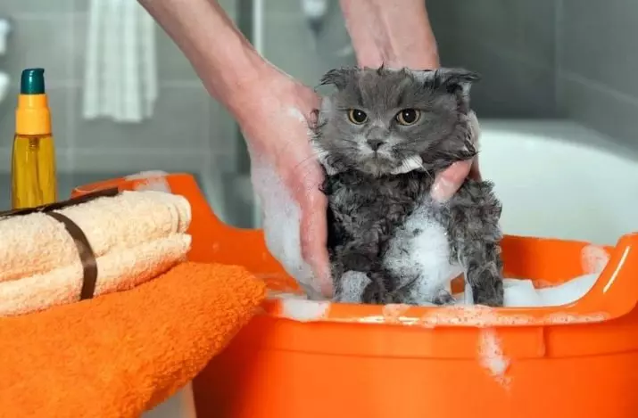 Hoe vaak kun je de kat wassen? Hoeveel keer per maand en een jaar moet je volwassen binnenlandse kat en kitten baden? Welke periodiciteit moet worden gebaad met een langharige kat? Waarom kunnen katten vaak niet baden? 11904_5