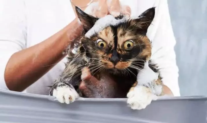 얼마나 자주 고양이를 씻을 수 있습니까? 성인 국내 고양이와 새끼 고양이를 목욕시키는 데 몇 번이나 1 년이 필요합니까? 긴 머리 고양이로 어떤주기가 목욕되어야 하는가? 고양이가 자주 목욕 할 수없는 이유는 무엇입니까? 11904_8