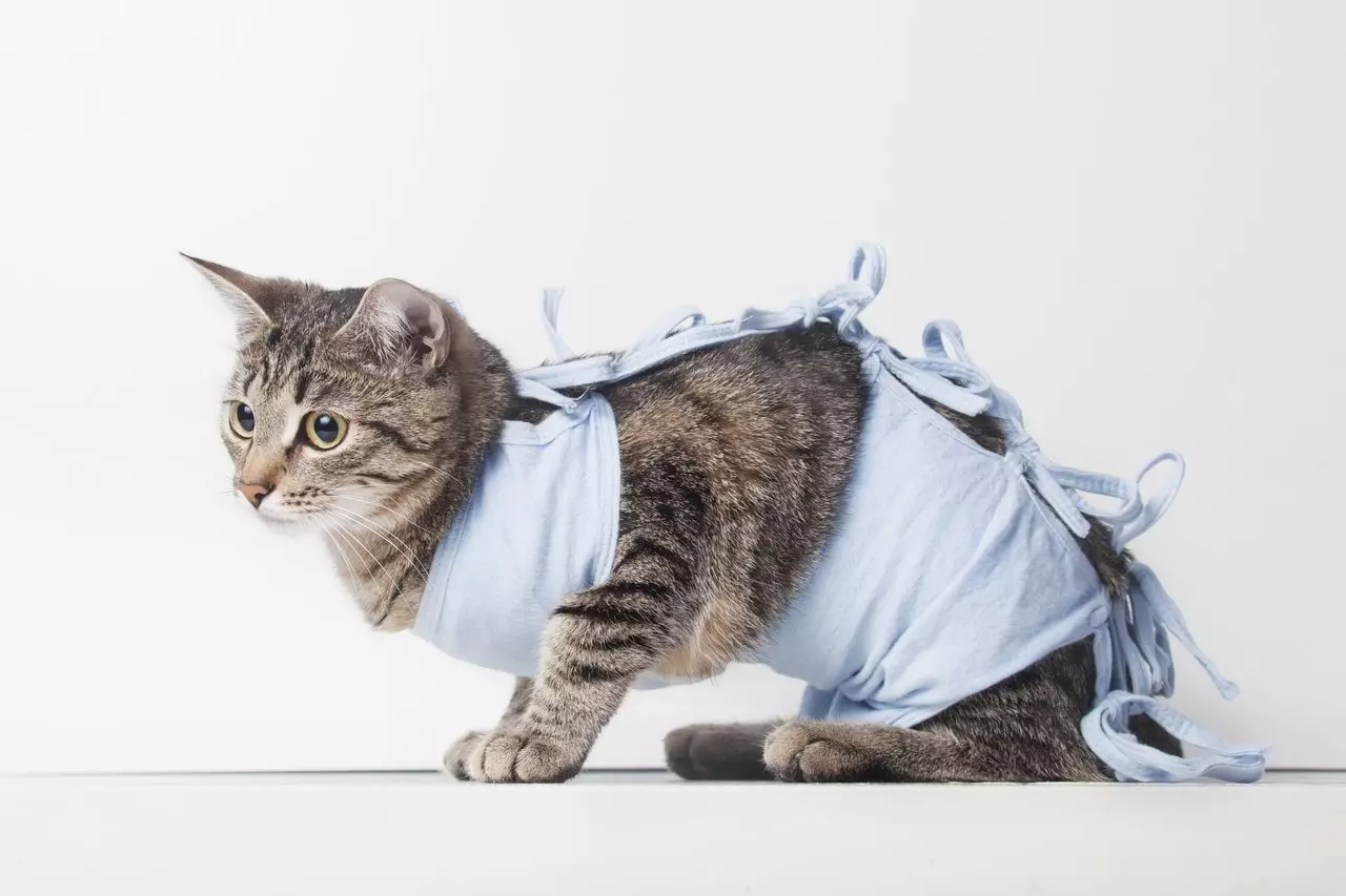 Bir kedi ve kedi için Popon (36 fotoğraf): Sterilizasyon ve kastrasyondan sonra Popon Tipleri. Postoperatif bir popphone nasıl kendi ellerinizle nasıl yapılır? Nasıl giyilir ve ne zaman çıkarabilirsiniz? 11906_21