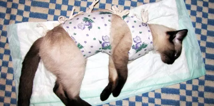Poponas katės ir katės (36 nuotraukos): Popono tipai po sterilizavimo ir kastracijos. Kaip padaryti pooperacinį popponiją su savo rankomis? Kaip dėvėti ir kada galite pašalinti? 11906_5
