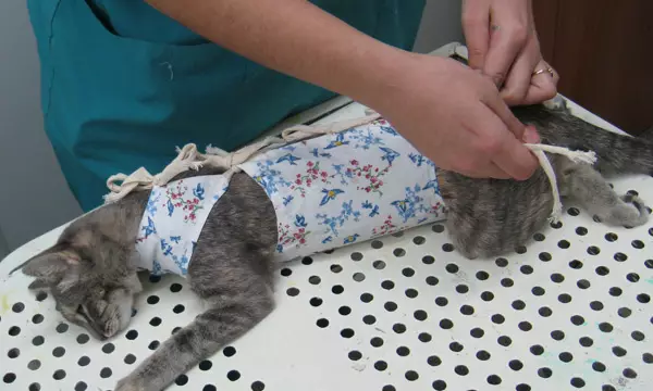 Popon pentru o pisică și pisică (36 fotografii): Tipuri de Popon după sterilizare și castrare. Cum să faci un POPPhone postoperator cu mâinile tale? Cum să-l purtați și când vă puteți elimina? 11906_6