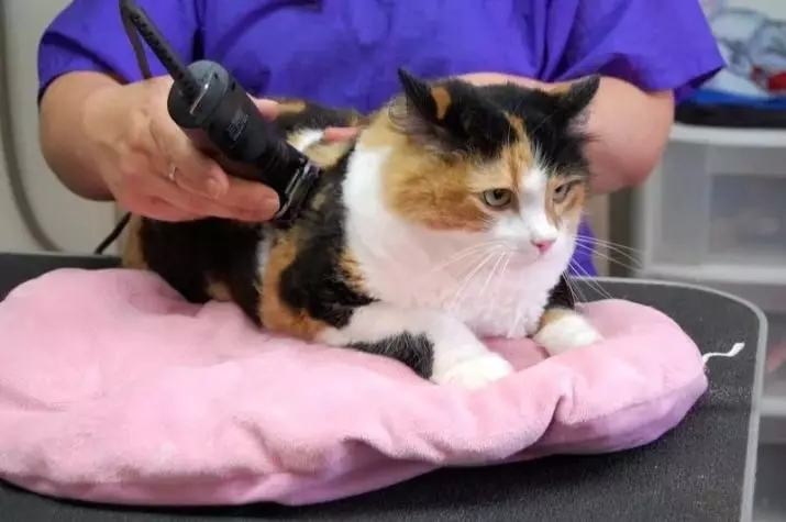 Cat haircut maskiner: hvordan å kutte katter med tykk ull hjemme? Vurdering Beste modeller for sliping 11908_17