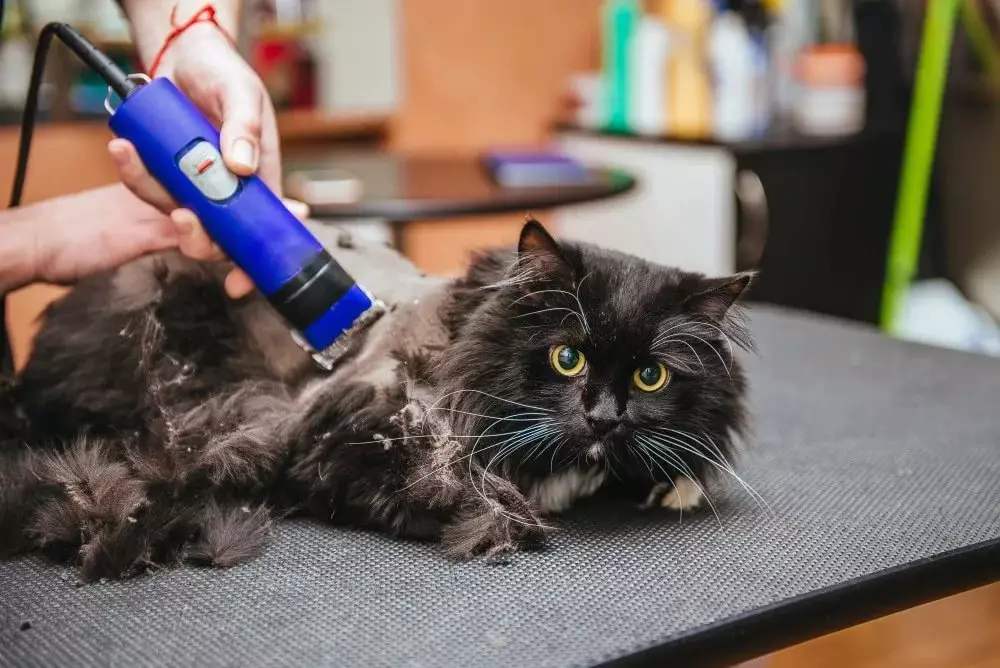 Cat haircut maskiner: hvordan å kutte katter med tykk ull hjemme? Vurdering Beste modeller for sliping 11908_2