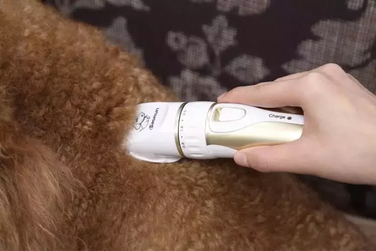 Cat haircut maskiner: hvordan å kutte katter med tykk ull hjemme? Vurdering Beste modeller for sliping 11908_25