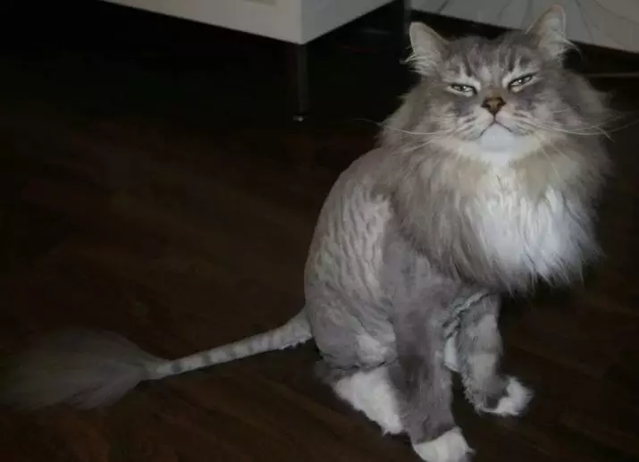 Cat haircut maskiner: hvordan å kutte katter med tykk ull hjemme? Vurdering Beste modeller for sliping 11908_26