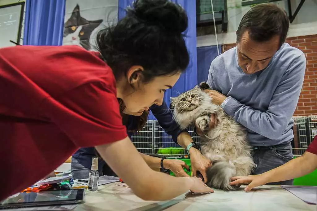 Cat подстригване машини: Как да се режат котки с дебела вълна у дома? Оценка добрите модели за шлайфане 11908_29