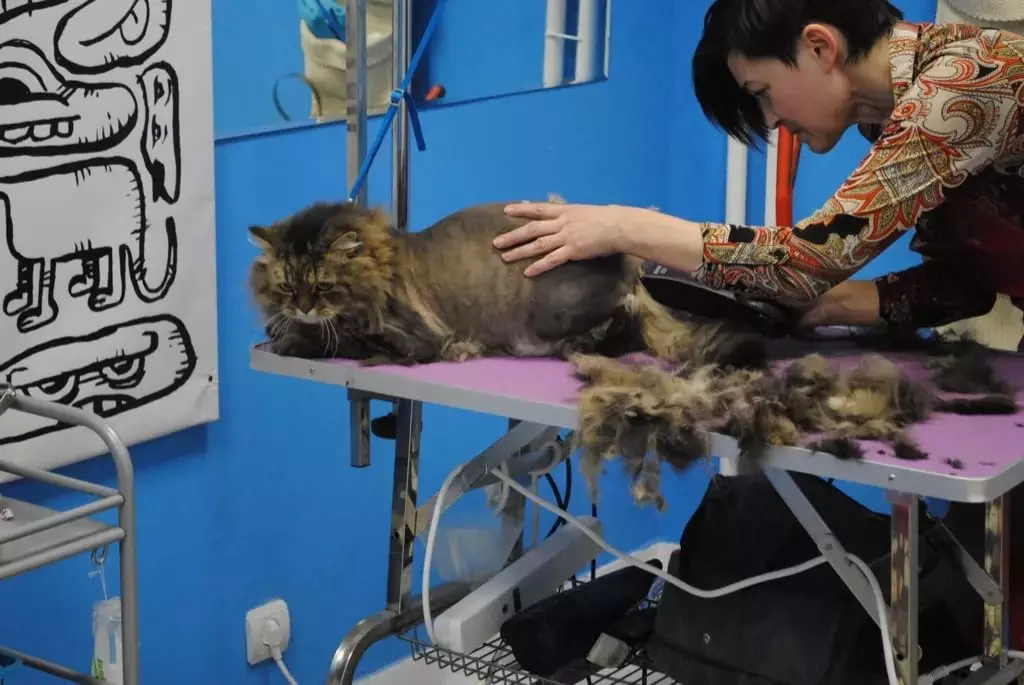 Mesin potong rambut cat: Cara memotong kucing dengan wol tebal di rumah? Peringkat model terbaik untuk menggiling 11908_3