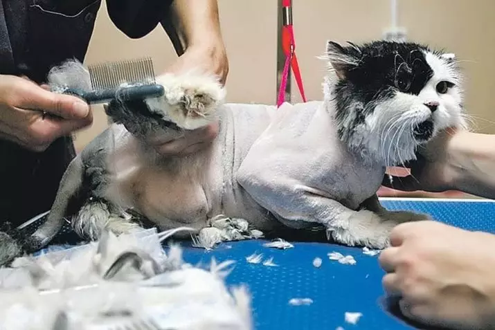 Cat haircut maskiner: hvordan å kutte katter med tykk ull hjemme? Vurdering Beste modeller for sliping 11908_30