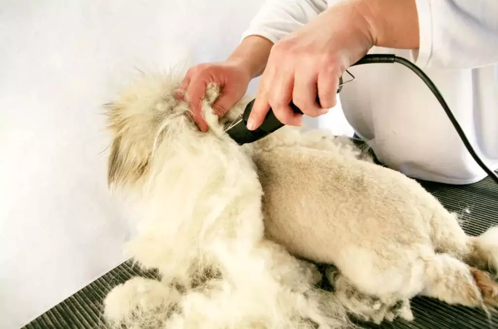 Cat haircut maskiner: hvordan å kutte katter med tykk ull hjemme? Vurdering Beste modeller for sliping 11908_5