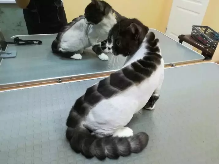 Cat haircut maskiner: hvordan å kutte katter med tykk ull hjemme? Vurdering Beste modeller for sliping 11908_6