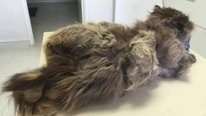 Mesin potong rambut cat: Cara memotong kucing dengan wol tebal di rumah? Peringkat model terbaik untuk menggiling 11908_7