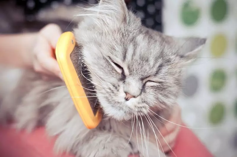 Sådan fjerner du Chatuna fra katten derhjemme? Sådan fjerner du Koltuns fra Cat Wool? Enhed til bekæmpelse af chatins i en fluffy kat 11909_16