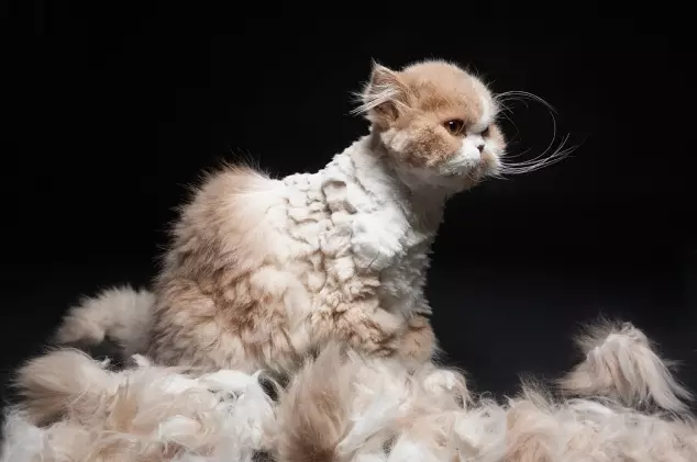 ວິທີການເອົາ chatuna ອອກຈາກ cat ຢູ່ເຮືອນ? ວິທີການເອົາ koltuns ອອກຈາກ wool cat? ອຸປະກອນສໍາລັບ chatins combing ໃນ cat fluffy 11909_3