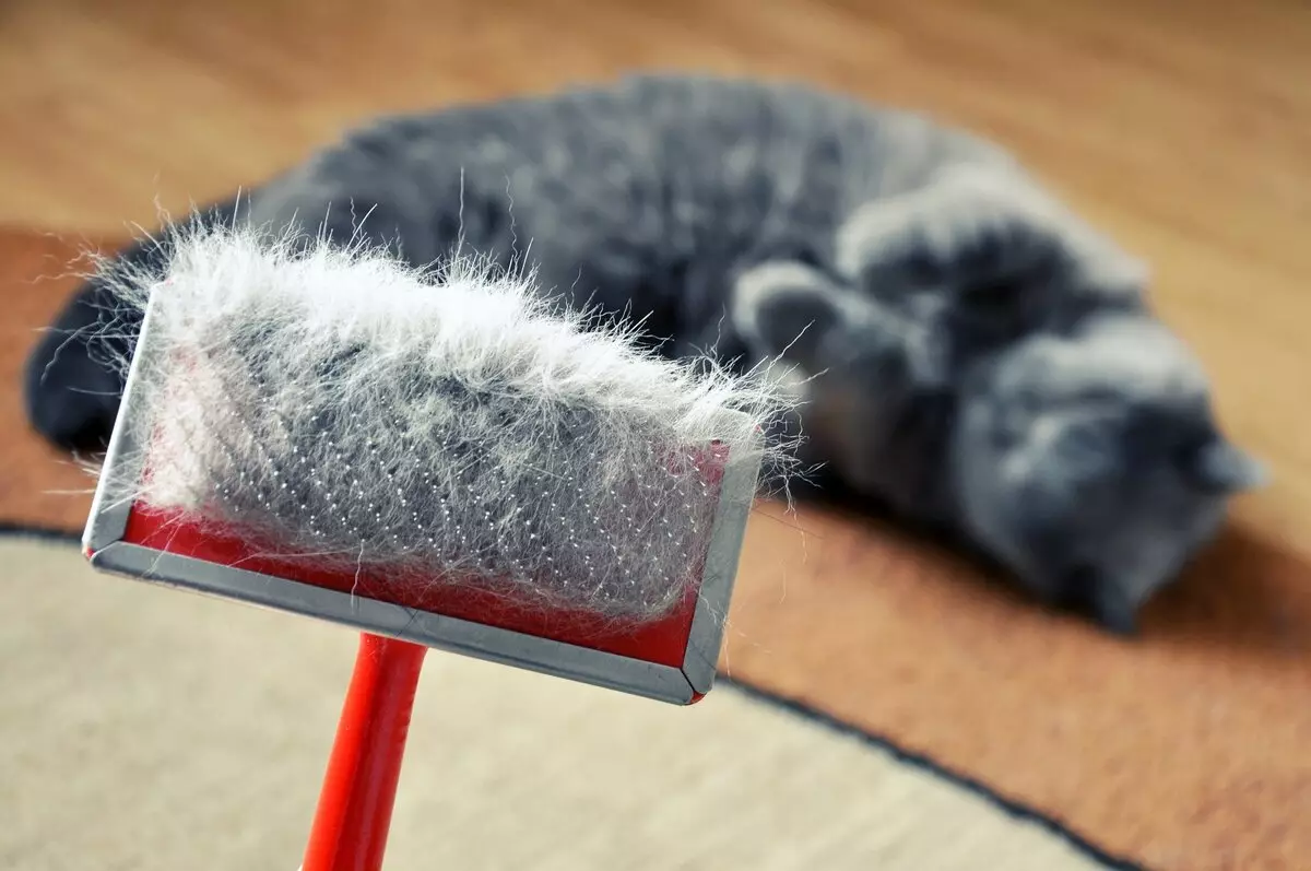Làm thế nào để loại bỏ chatuna từ mèo ở nhà? Làm thế nào để loại bỏ koltun từ len mèo? Thiết bị để chải chatin trong một con mèo lông mịn 11909_6
