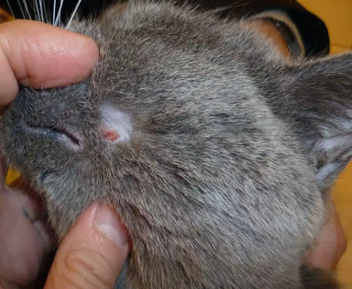 Sådan fjerner du Chatuna fra katten derhjemme? Sådan fjerner du Koltuns fra Cat Wool? Enhed til bekæmpelse af chatins i en fluffy kat 11909_8