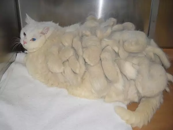 ວິທີການເອົາ chatuna ອອກຈາກ cat ຢູ່ເຮືອນ? ວິທີການເອົາ koltuns ອອກຈາກ wool cat? ອຸປະກອນສໍາລັບ chatins combing ໃນ cat fluffy 11909_9
